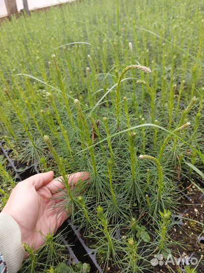 Саженцы сосны обыкновенной зкс