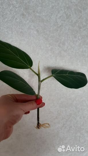 Фикус бенгальский Андрей