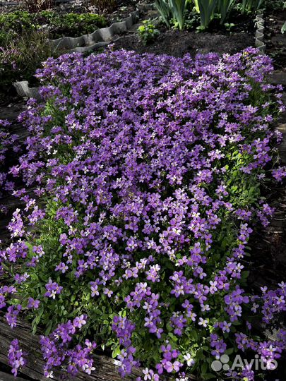 Почвопокровник весенний