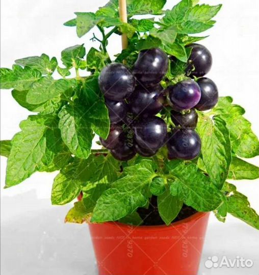 Рассада томата черри блэк патио