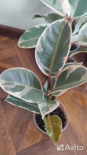 Фикус эластика тинеке