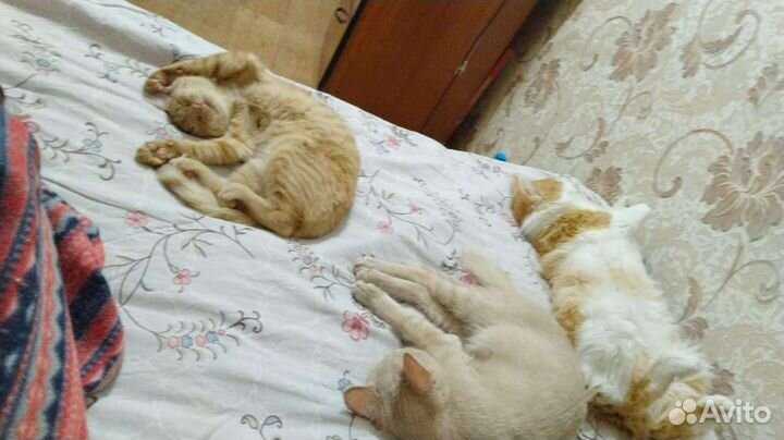 Отдам 3 котиков