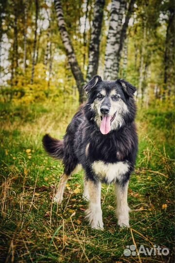 Собака в добрые руки