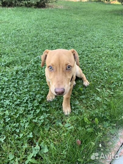 Маленькая собака