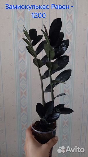 Комнатные растения цветы