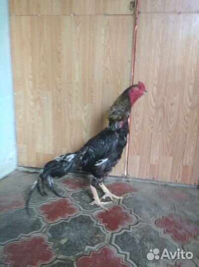 Бойцовая птица