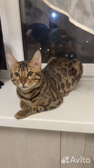 Бенгальский кот вязка