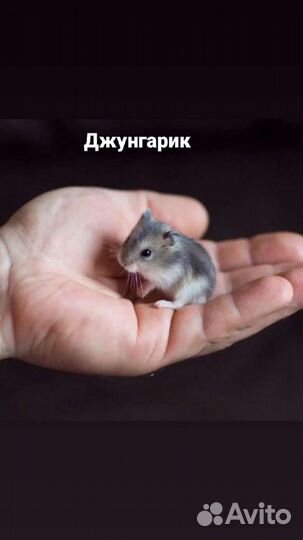 Джунгарский хомяк