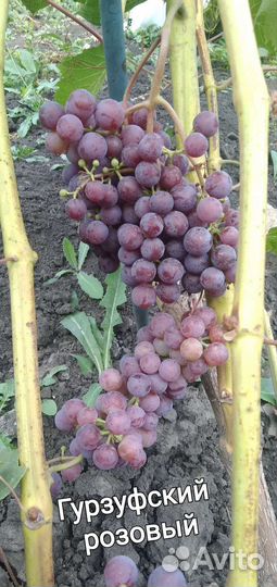 Саженцы и черенки винограда