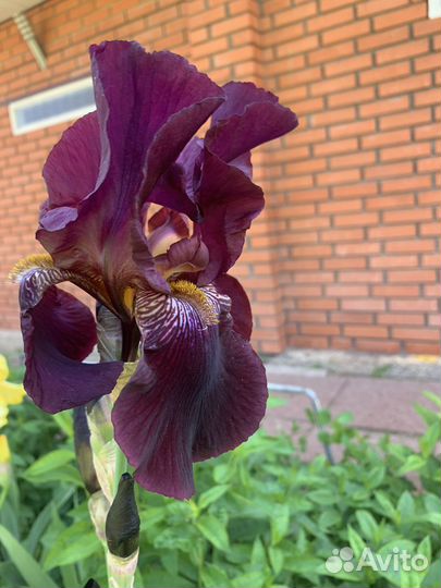 Ирис бородатый