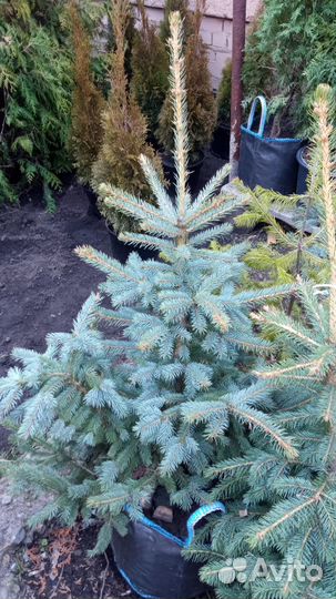 Саженцы ель голубая оптом