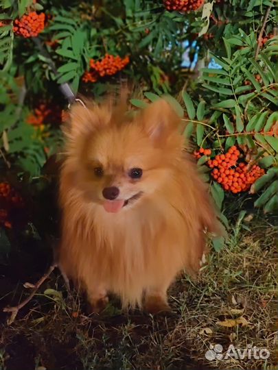 Померанский шпиц мини