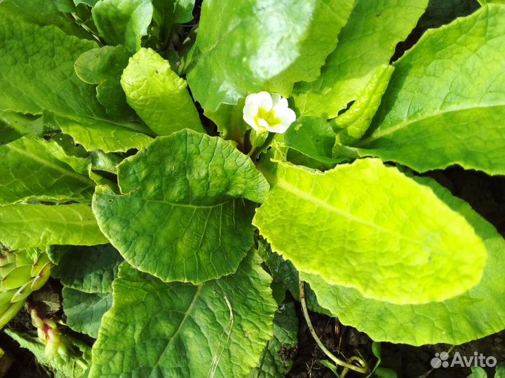 Комнатные цветы