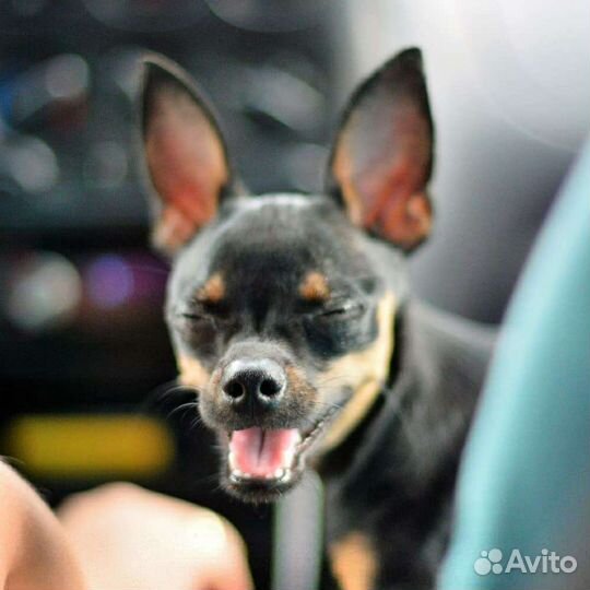 Вязка той-терьер мини