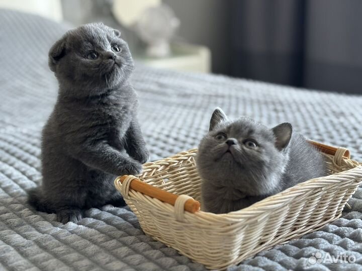 Британские котята