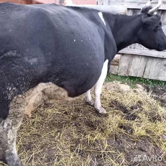Коровы бычок