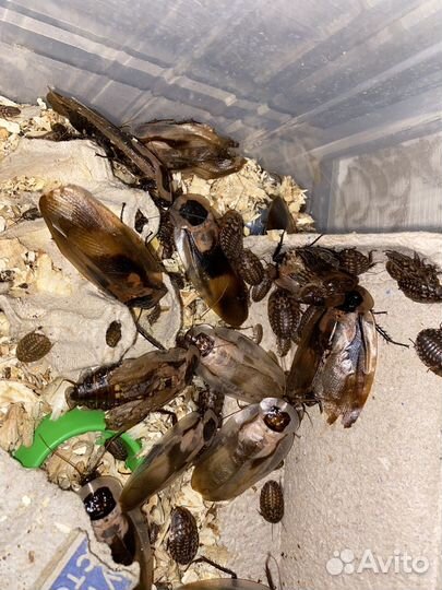 Таракан кормовой