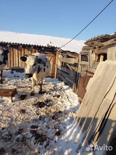 Продам корову