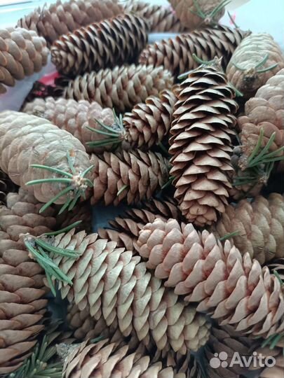 Шишки еловые