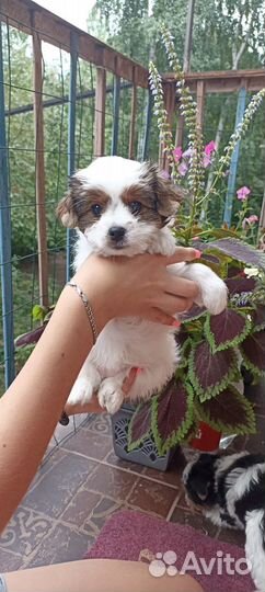 Щенки Бивер