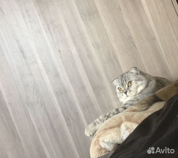Шотландский вислоухий кот для вязки