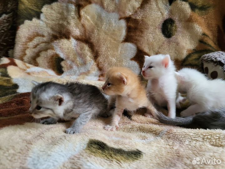 Отдам в добрые руки котят