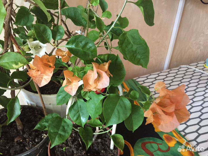 Бугенвиллия