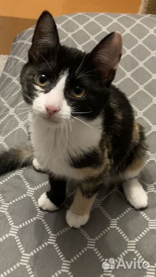 Красотка счастья