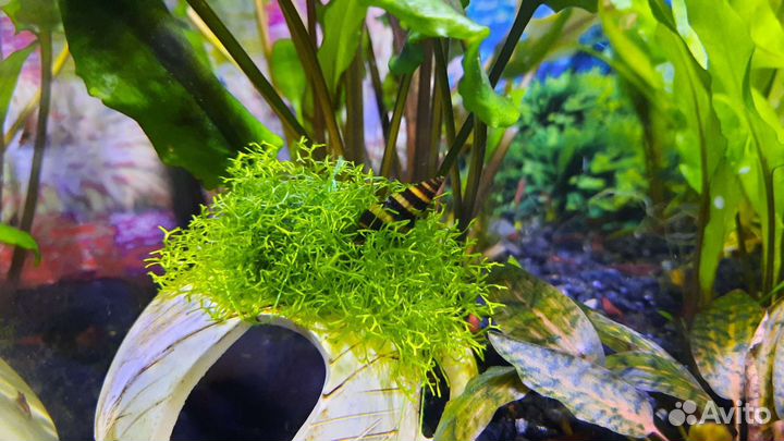 Растения мхи креветки
