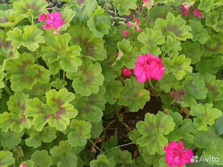 Пеларгония герань