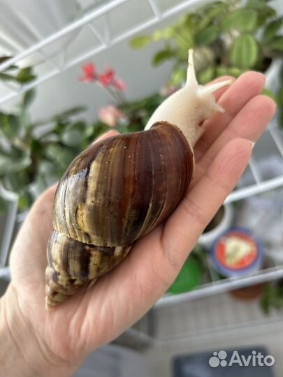 Улитки ахатины