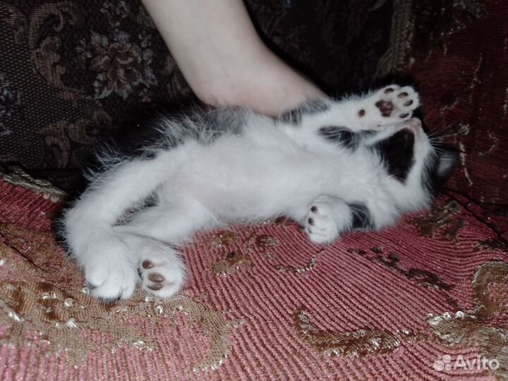 Красавчиг, котенок Отдам в хорошие руки