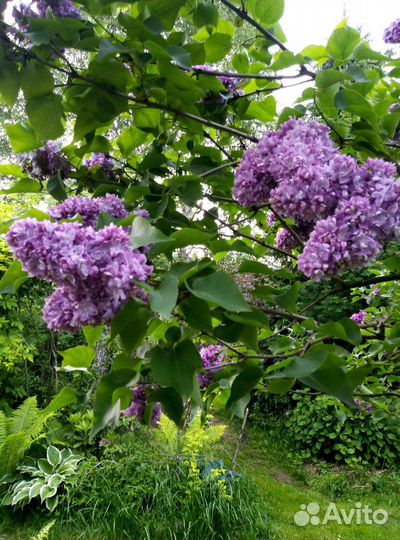 Сирень сортовая. Хосты