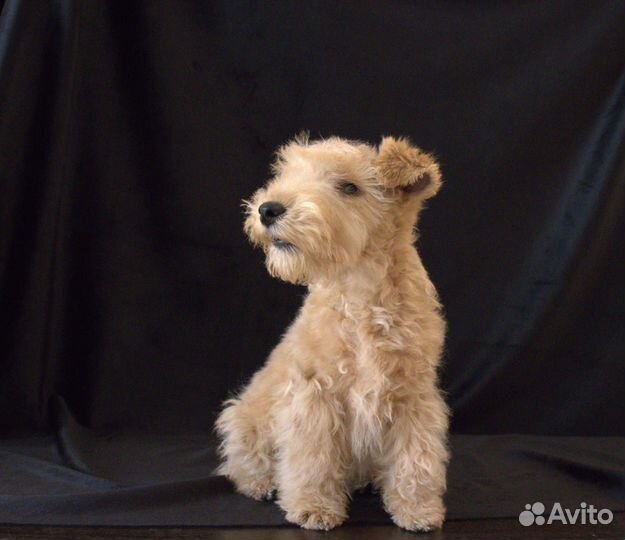 Лейкленд терьер