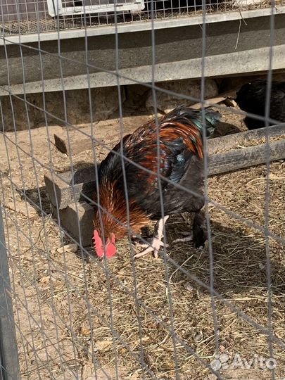 Петух молодой Моран