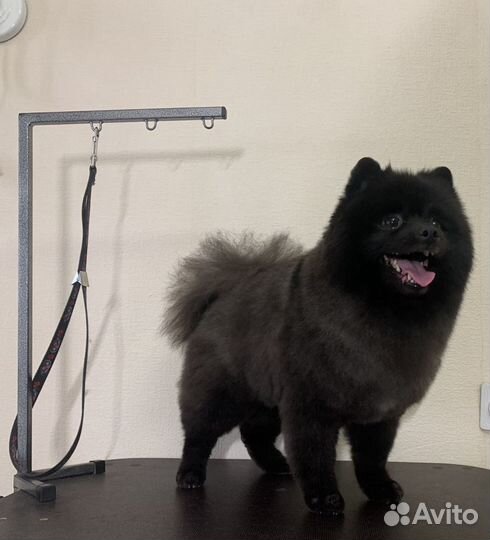 Стрижка собак мелких пород