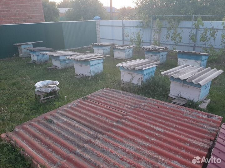 Ульи с пчелами