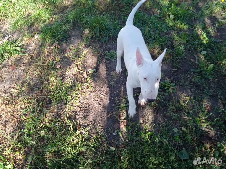 Миниатюрный бультерьер