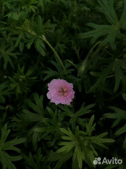 Герань садовая многолетняя