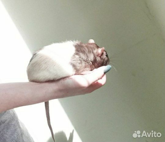 Крыса Кубик