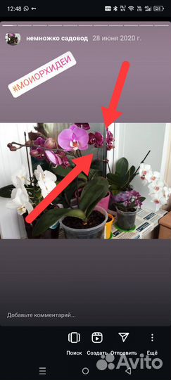 Орхидея фаленопсис детка