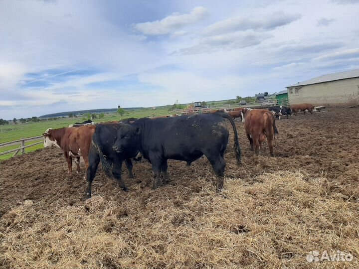 Быки на племя