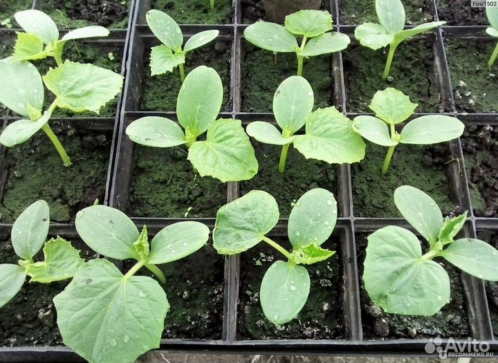 Рассада огурцов, помидор