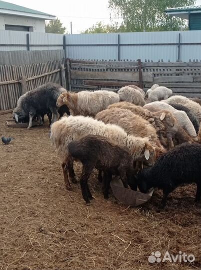 Продам овец гиссарской и эдельбаевской породы