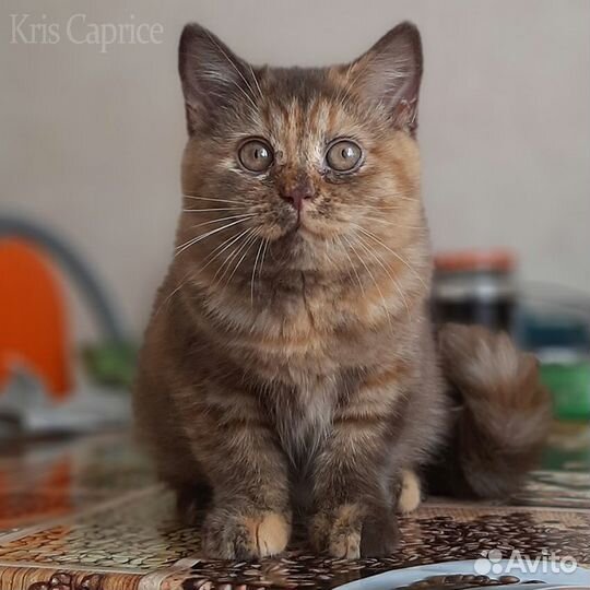 Британка в окрасе Солнце в Шоколаде