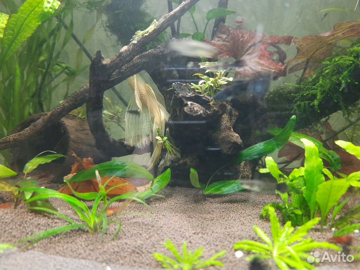 Аквариумные рыбки гуппи