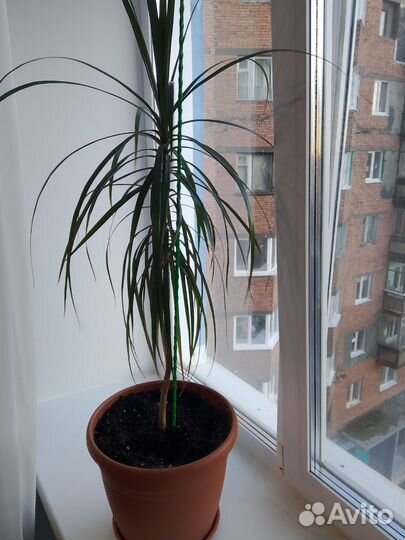 Продам цветы