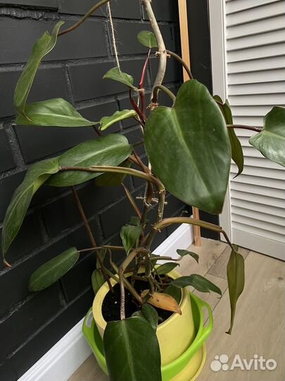 Комнатные цветы