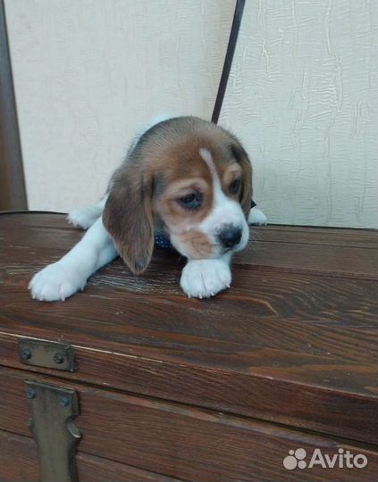 Щенки бигля