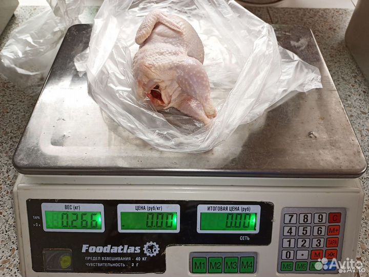 Инкубационное яйцо перепелов